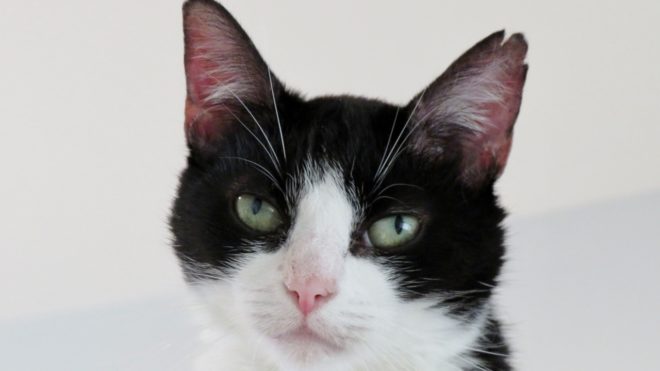 fekete-fehér foltos macska Megható találkozás: 9 év után került elő az elkóborolt cica | Online Rádió - Egy Lépéssel Közelebb Hozzád! _ LépésRádió